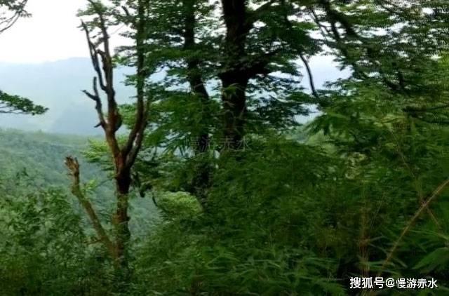 虫虫助手下载